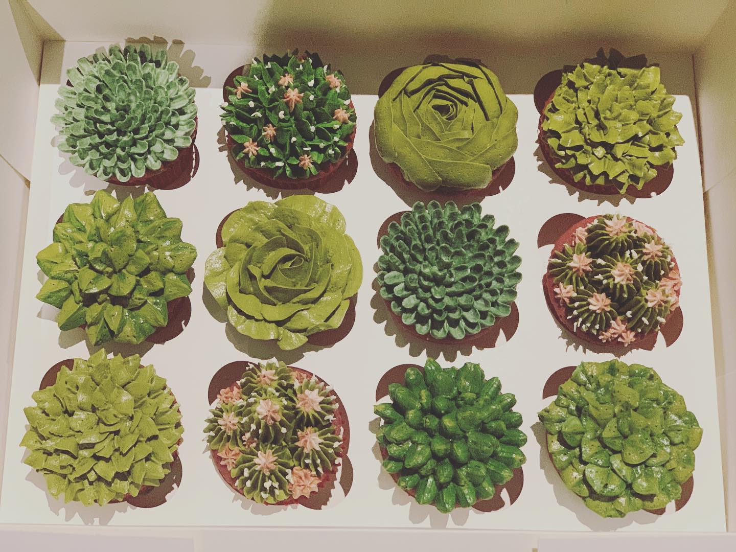 Succulent Cup Cake Box